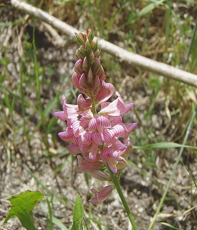 Onobrychis viciifolia